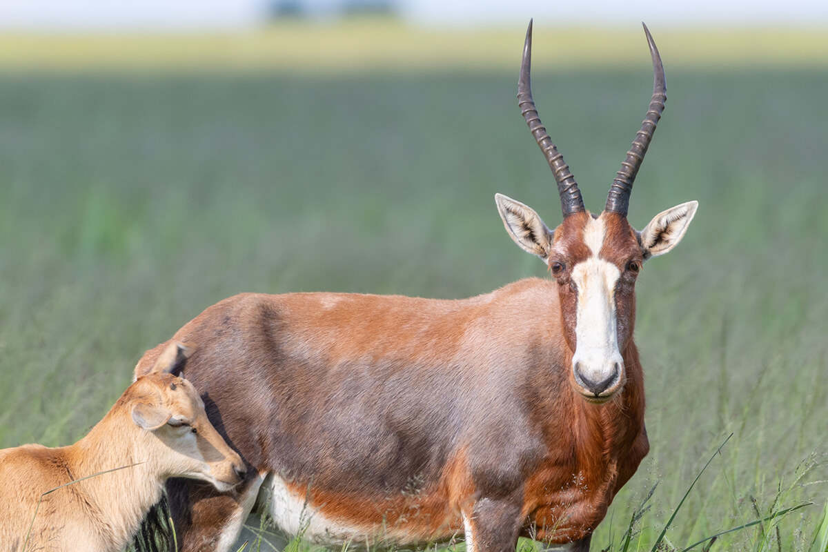 antelopes-family