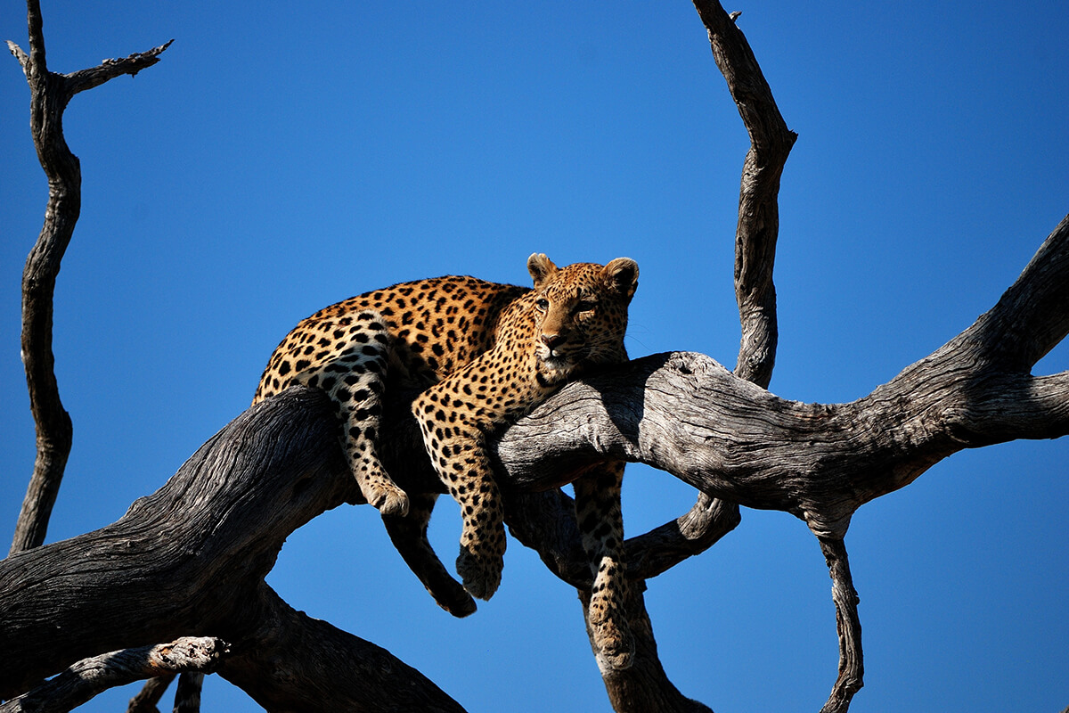 leopard-laying-tree