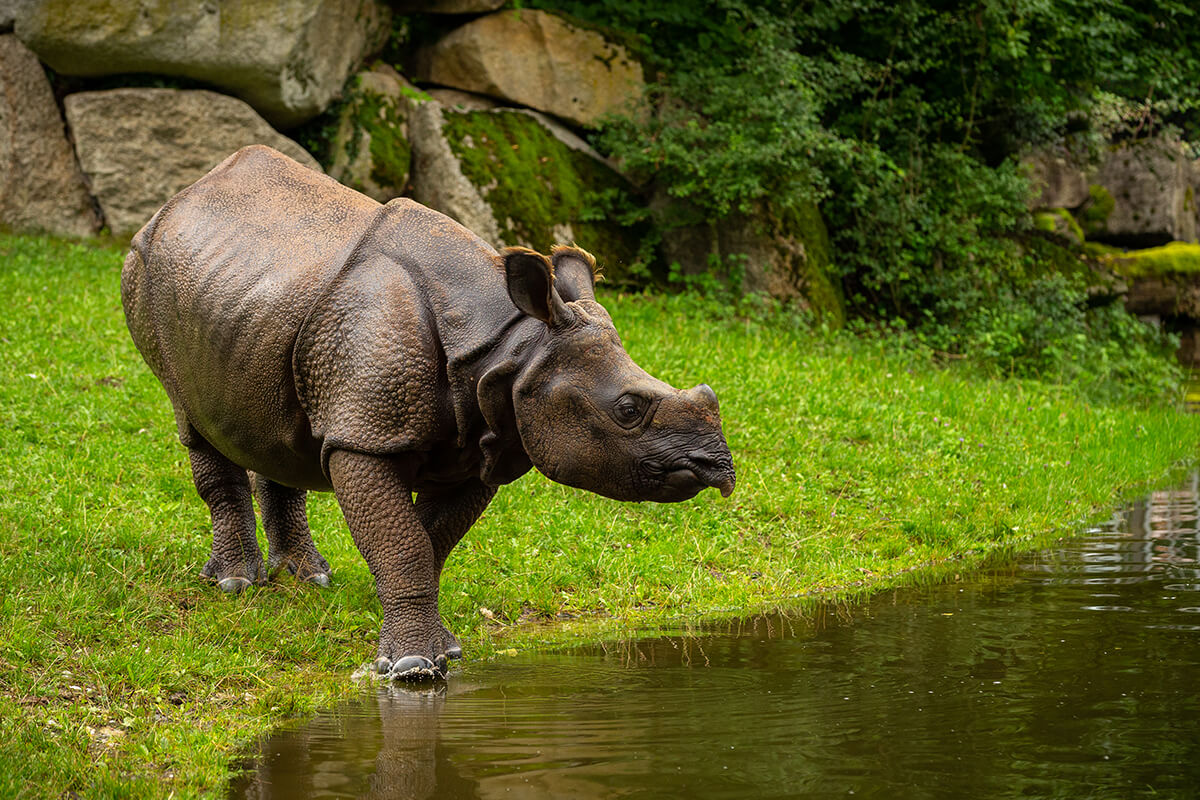 rhinoceros