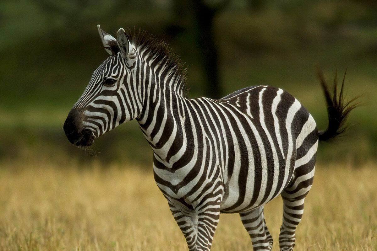 zebra